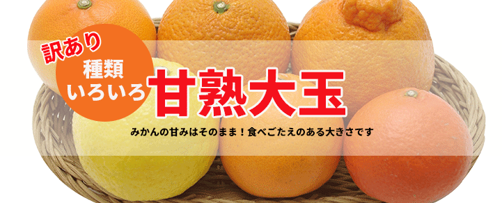 大きい温州みかん 甘熟大玉 みかんの甘味はそのまま!食べごたえのある大きさです!