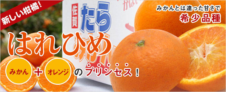 新しい柑橘！はれひめ　みかんとは違った希少品種