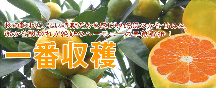 酸切れがよく、みかんの甘味を引き出した甘熟みかん！一番収穫