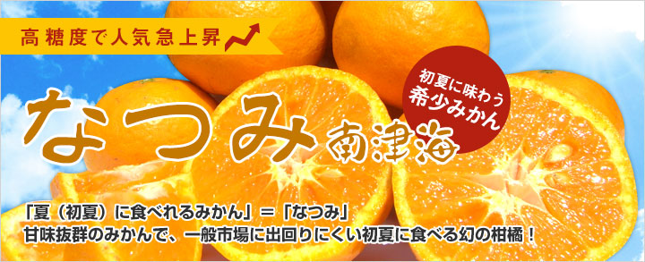 高糖度で人気急上昇　なつみ　「夏(初夏)に食べるみかん」=「なつみ」甘味バツグンのみかんで、一般市場に出回りにくい初夏に食べる幻の柑橘!初夏に味わう希少みかん