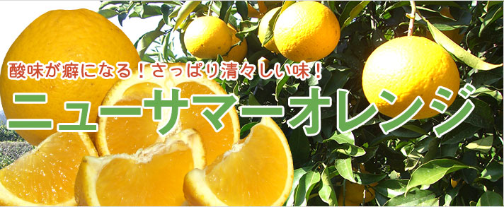 酸味が癖になる！さっぱり清々しい味！ニューサマーオレンジ