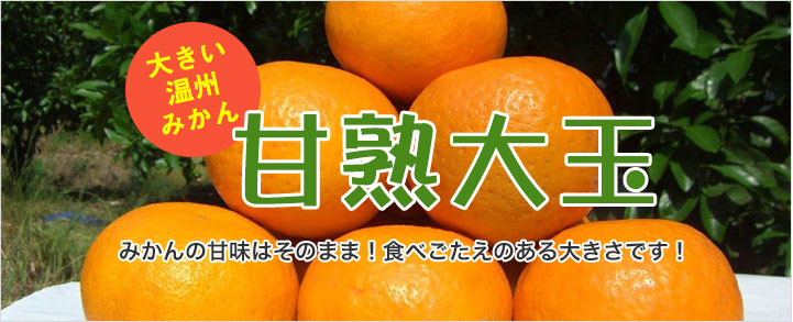 大きい温州みかん 甘熟大玉