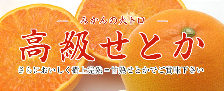 みかんの大トロ せとか