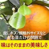 旬のわけあり(品種は基本1品種、又は2品種のときもあり)