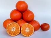  紅みかん　(大玉)