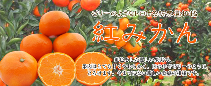 ゼリーのようなトロける新感覚柑橘　紅みかん　紅色をした麗しい果実で、果肉はとても甘くやわらかく、口の中でゼリーのようにとろけます。今までにない新しい食感の柑橘です。