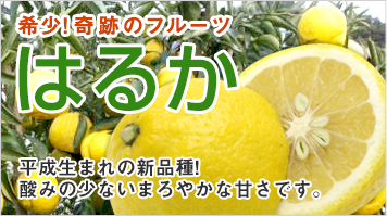 希少！奇跡のフルーツはるか　平成生まれの新品種！酸みの少ないまるやかな甘さです。