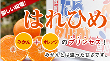 新しい柑橘！はれひめ　みかん＋オレンジのプリンセス！みかんとは違った甘さです！