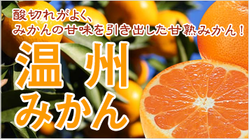 酸切れがよくみかんの甘味を引き出した甘熟みかん！温州みかん