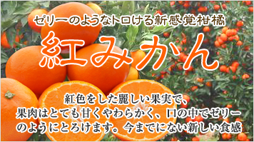 ゼリーのようなトロける新感覚柑橘紅みかん　紅色をした麗しい果実で、果肉はとても甘くやわらかく、口の中でゼリーのようにとろけます。今までにない新しい食感