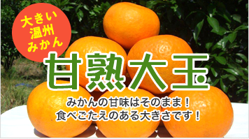 大きい温州みかん甘熟大玉　みかんの甘味はそのまま！食べごたえのある大きさです！