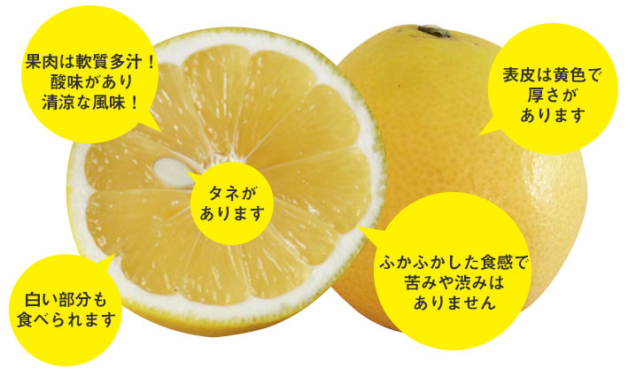 山本農園 ニューサマーオレンジ佐賀県 太良 クレメンティン 温州みかん みかん デコポン せとか はるか 有機栽培 産地直送 山本農園 ニューサマーオレンジ佐賀県 太良 クレメンティン 温州みかん みかん デコポン せとか はるか 有機栽培 産地直送