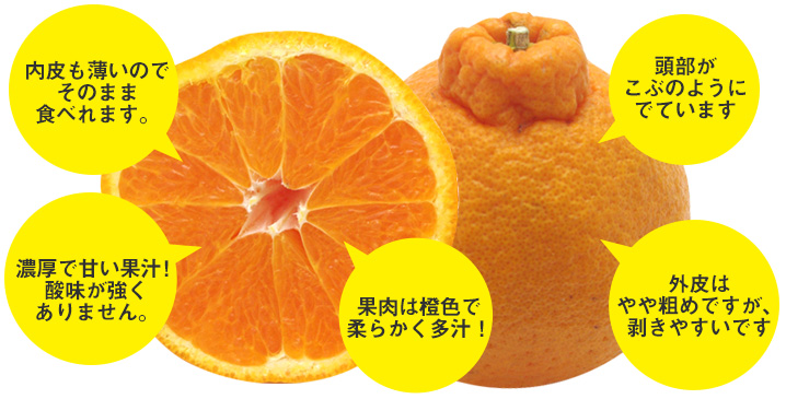山本農園 / 旬の3点セット(はるか・せとか・おでこちゃん